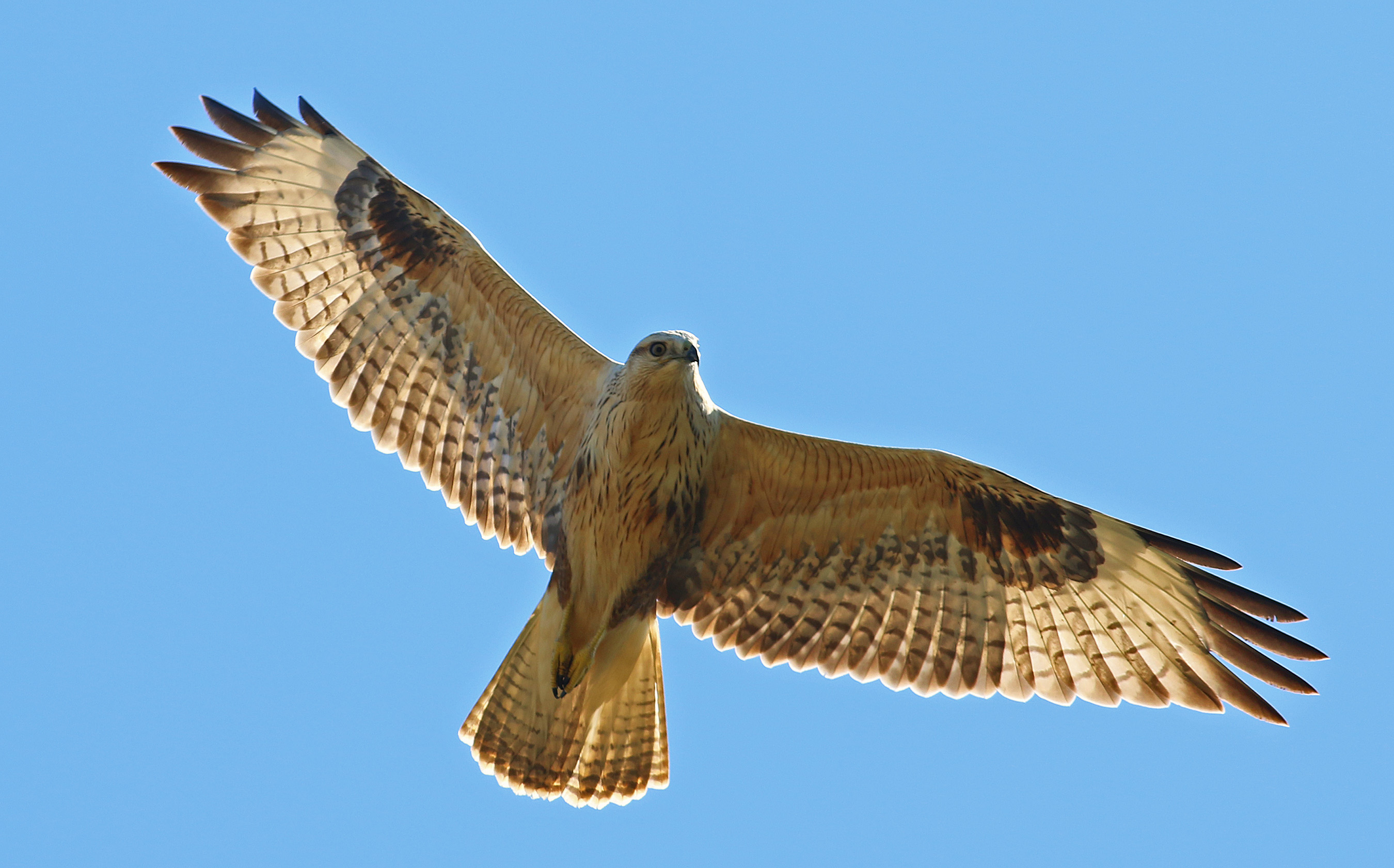 Long-legged Buzzard